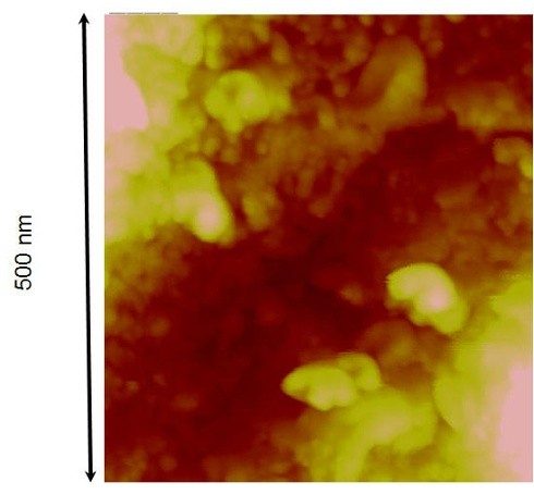 Atomic force microscopy image of calcium silicate hydrate phase of portland cement paste